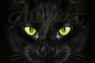 August ‘Cat Nights’ Has Begun – What Cat Owners Need to Know About This Feline Folklore