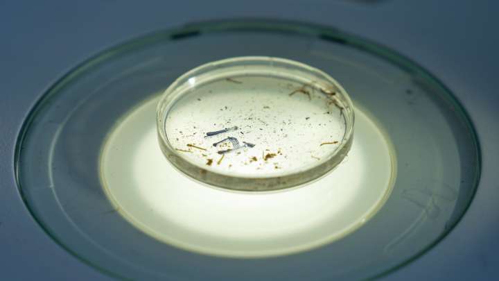 Local health department warns of West Nile Virus. What you need to know.
