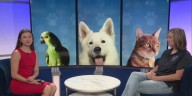Mid-Michigan Matters: Improving your pet’s behavior