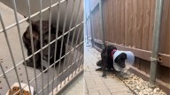 Heartbroken Texas Girl Saves Dog Just Moments Before He Was To Be Put Down