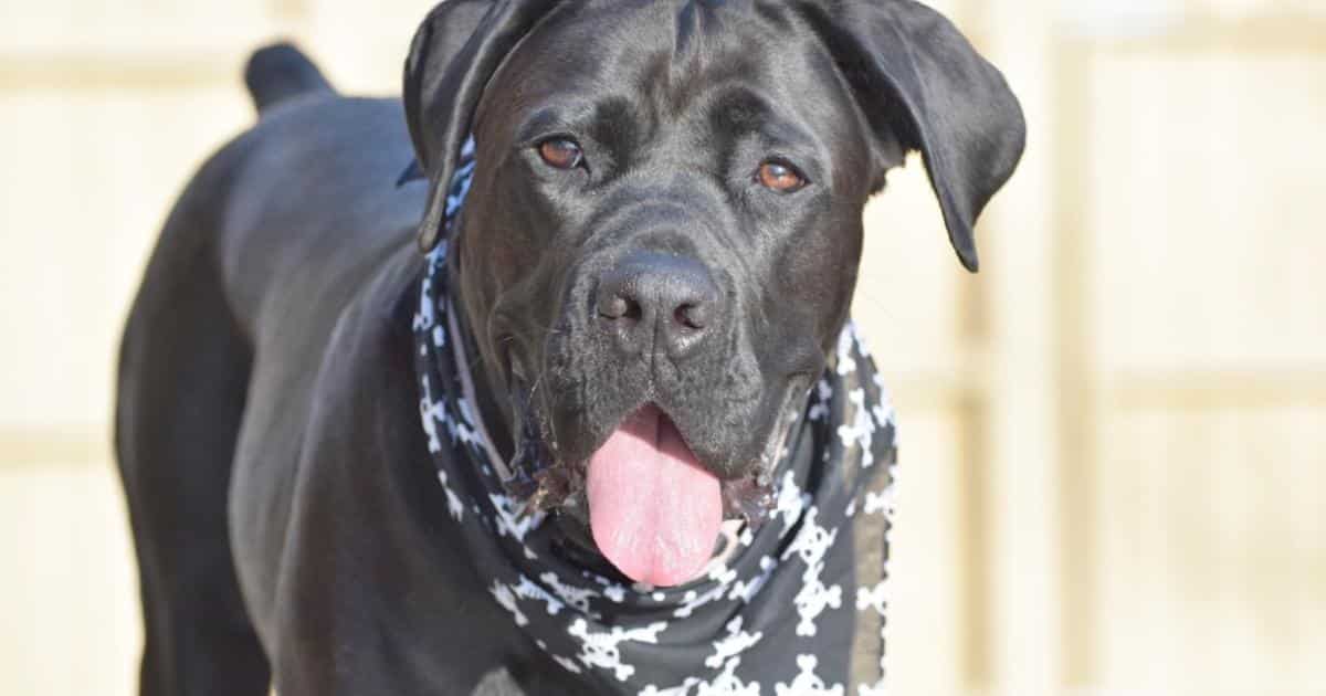 If You Do These 7 Things, Your Cane Corso Is Secretly Judging You