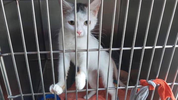 Mocksville man charged with animal cruelty faces court