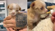 Texas Rescuer Steps In When Newborn Puppy Is Rejected By Mom And Left All Alone