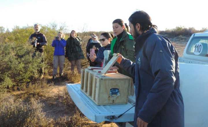 Liberaron cardenales amarillos en la reserva Pichi Mahuida