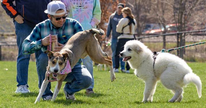 Pack up your pooch and explore these pet-friendly spaces – Shaw Local