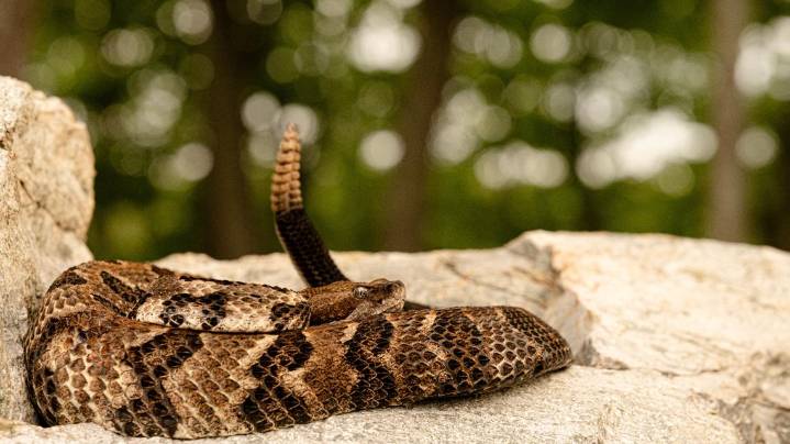 Hiker dies after venomous snake bite, Tennessee officials say