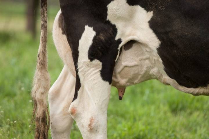 Florida farm identified as source of raw milk that sickened 21