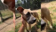 Texas Volunteer In Tears After Meeting A Shut-Down Breeding Dog Who Never Knew Love