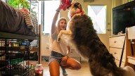 These colleges are welcoming pets in dorms to reduce students' stress and anxiety
