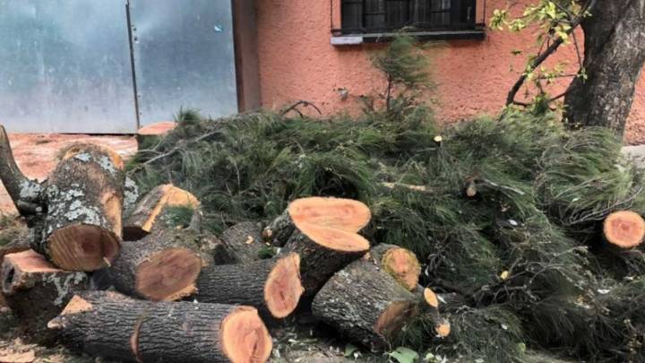Crece la tala ilegal en CDMX y la impunidad también