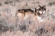 Opinion: This wolf-killing case could change Wyoming