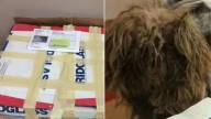 Sealed Box Left At California Shelter Leaves Rescuers In Shock