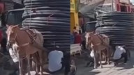 Denuncian maltrato en Huila: caballo obligado a cargar toneladas de peso de materiales