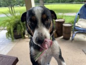 Stray dog’s desperate act inspires hundreds to post their pup photos