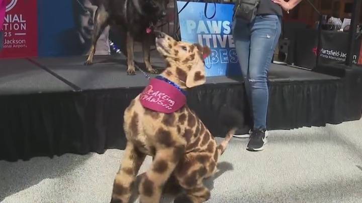 Therapy dogs offering comfort coming to Hartsfield