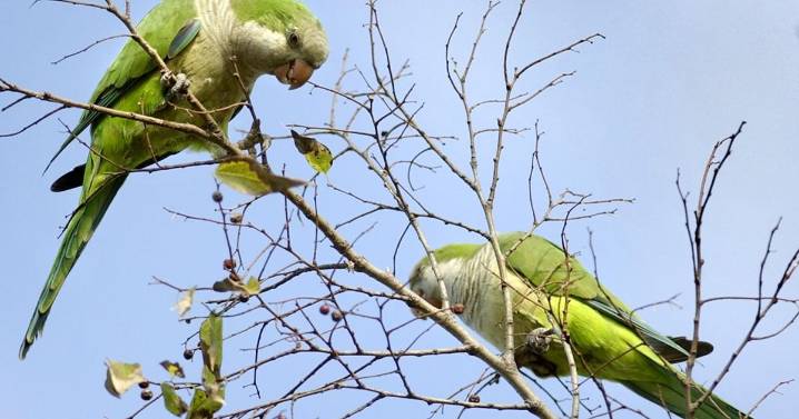 These 'unique' parrots have been flying around New Orleans for decades. What makes them special?