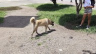 Perros callejeros atacan en la ex estación del ferrocarril; vecinos exigen solución