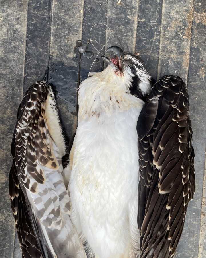 Osprey found dead after swallowing fishing line and hooks in St. Vrain State Park