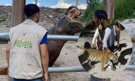 PROFEPA asegura un tigre y mas fauna exótica en parque temático de Hidalgo