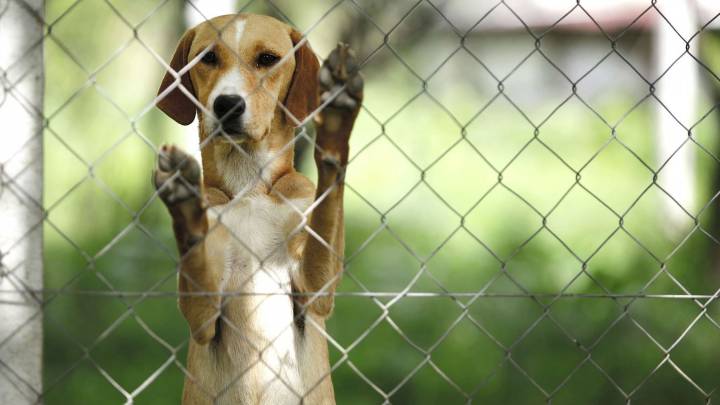 El abandono animal en España: una pandemia silenciosa sin respuesta efectiva