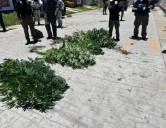 Cateo en Tizayuca termina con aseguramiento de marihuana y uniforme policial