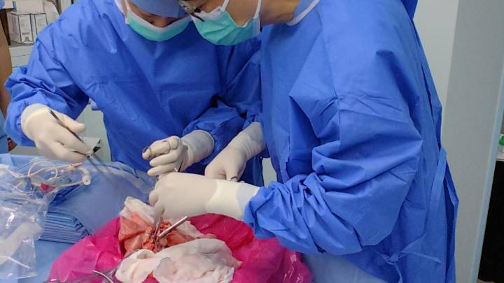 Médicos de China realizan el primer trasplante de un pulmón de cerdo a un humano