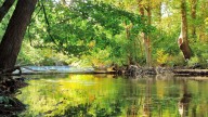 Bird migration walk on Wednesday at Benton Spillway