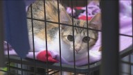 Arkansas business rehomes feral cats to protect bird population