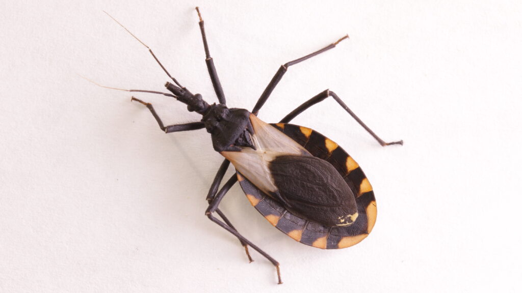 Climate change could make Chagas more common in the U.S.