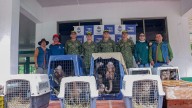 Corpoboyacá y Corporinoquia liberaron en el Vichada 77 especies de fauna silvestre