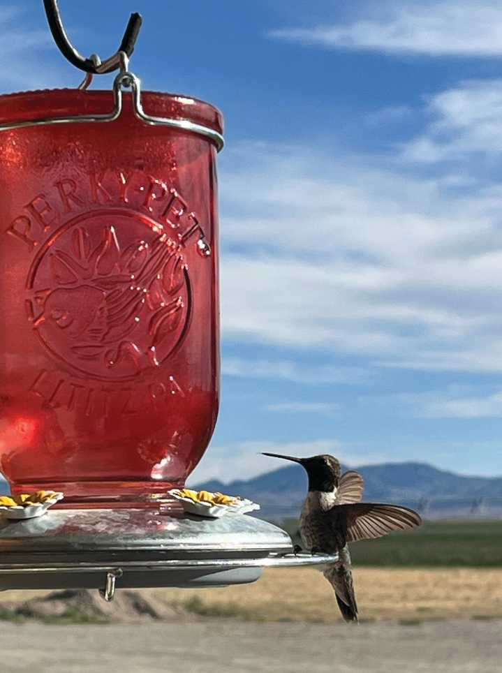 Trina Machacek: Happiness in your yard: Hummingbirds
