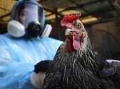 Chile detiene ingreso de aves y huevos desde Argentina tras emergencia por gripe aviar