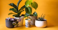 El aire seco, el enemigo silencioso de las plantas de interior: experto aclara por qué se secan las hojas