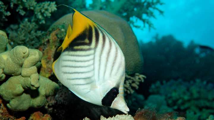 These fish may feel pleasure while being groomed by other fish : NPR