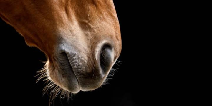 Maltrato animal en Santander: un caballo murió tras una cabalgata en Sabana de Torres; Alcaldía se pronunció
