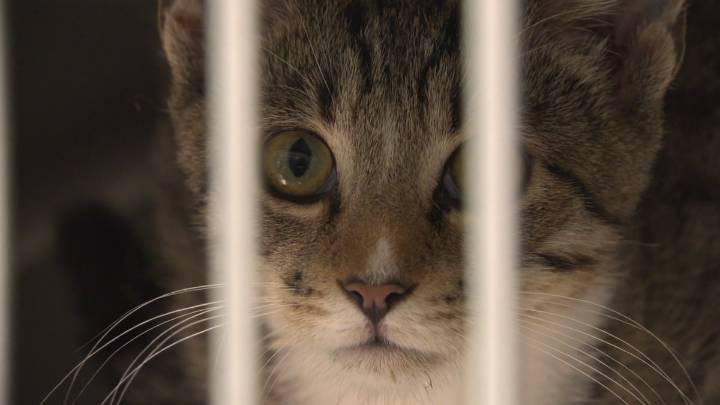 Humane Society of North Texas Mega Adoption Event will have Texas transplants
