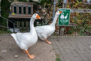 Gaggle of geese take over town, become local celebrities