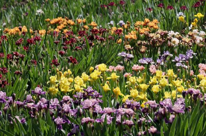 Late summer is the perfect time to plant irises. Here's how to care for them