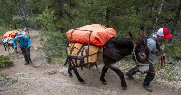 Burros replace llamas for aid at Leadville 100 Run Hope Pass