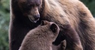 Keep 'Hope' alive, activists say as wildlife agents prepare to kill a problem bear