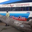 Árbol cayó sobre un autobús dentro del Terminal de Pasajeros