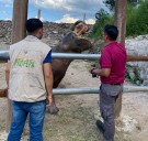 Profepa asegura fauna silvestre en Hidalgo