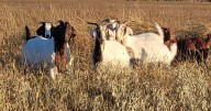 Jim Wells County voters to decide on updating nearly 100-year-old animal ordinance in November