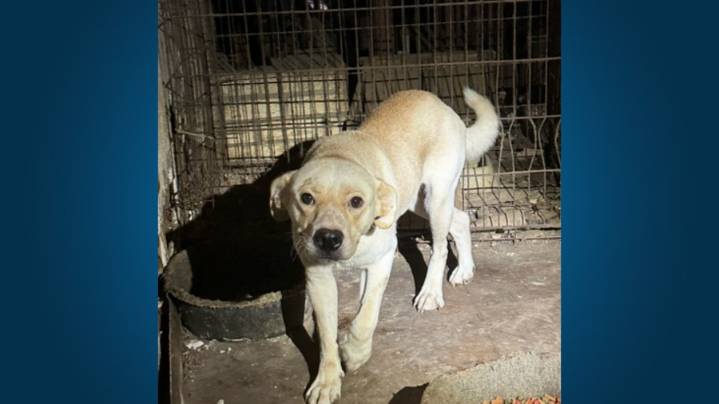 About 65 dogs in need of care rescued from 'hoarding situation,' Leander shelter says