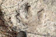 115 Million-Year-Old Dinosaur Footprints Discovered in Texas