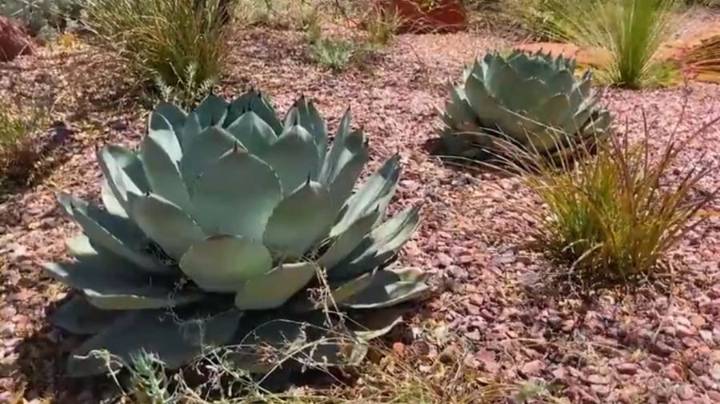 St. George sees success in lawn replacement program, says it's 'on par with Las Vegas'