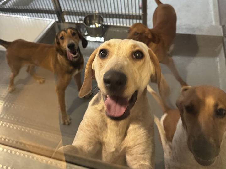Letters: Ontario hospital's killing of puppies and dogs 'distressing'