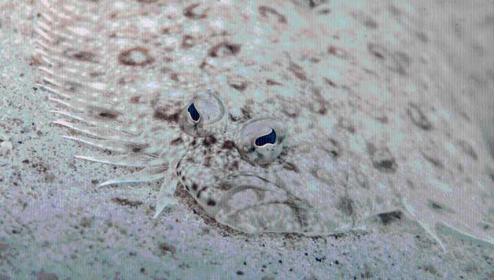 The Only Known Animal With Eyes That Migrate To Just One Side Of Its Face