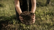 The Fragrant Small Tree You Should Think Twice Before Planting In Your Yard (& What To Grow Instead)