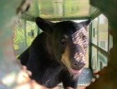 Black Bear Hunt Returns To Florida After Decade